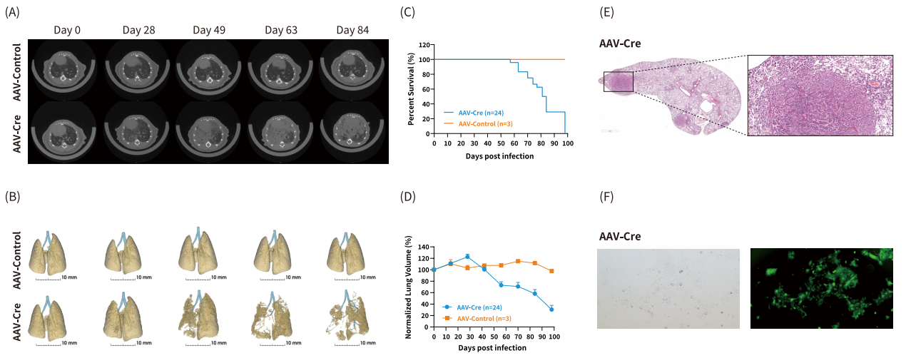 AACR 2025抢先看 | 南模生物将携多个动物模型新研究成果精彩亮相