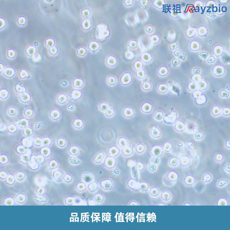 草鱼肾细胞系(CIK) 