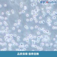 草鱼肾细胞系(CIK)