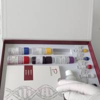 Herba lycopi泽兰探针法PCR鉴定试剂盒