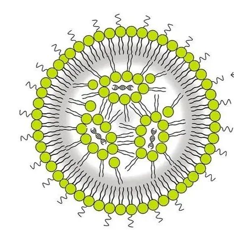 负载顺铂 （cisplatin）的脂质体（Liposome）