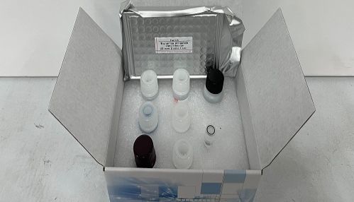 ELISA实验为何总出错?掌握这些解决方案至关重要!