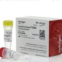 mRNA转染试剂 MessengerMAX