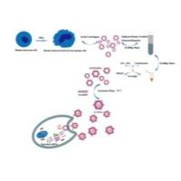 负载多西他赛（Dox）和胆固醇修饰的miRNA-159（Cho-miR159）的外泌体被基质金属蛋白酶15(MMP-15)修饰