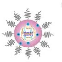 PLGA纳米颗粒包裹舍他康唑(STZ)