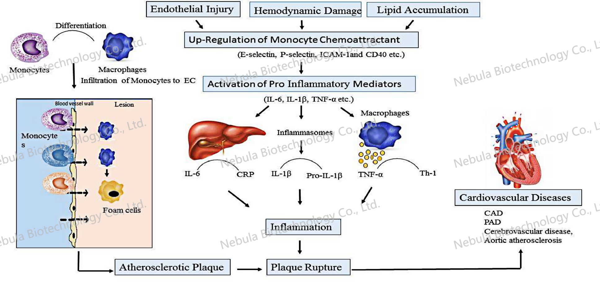诊断原料讲堂之二：炎症生物标志物