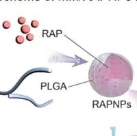 PLGA纳米颗粒包裹PRG