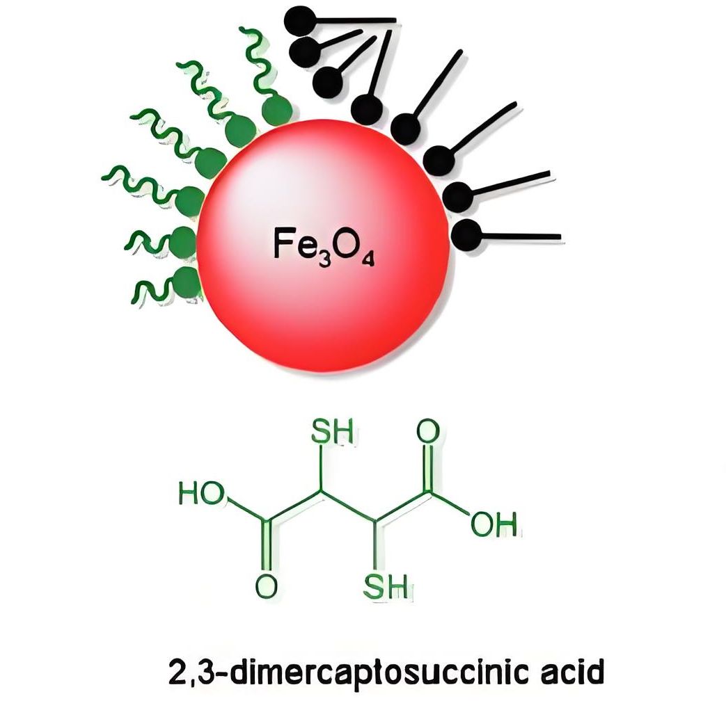 负载miRNA-34a的磁性氧化铁纳米颗粒（IONPs）被聚山梨酯80（Tween 80）和聚-L-赖氨酸（PLL）修饰