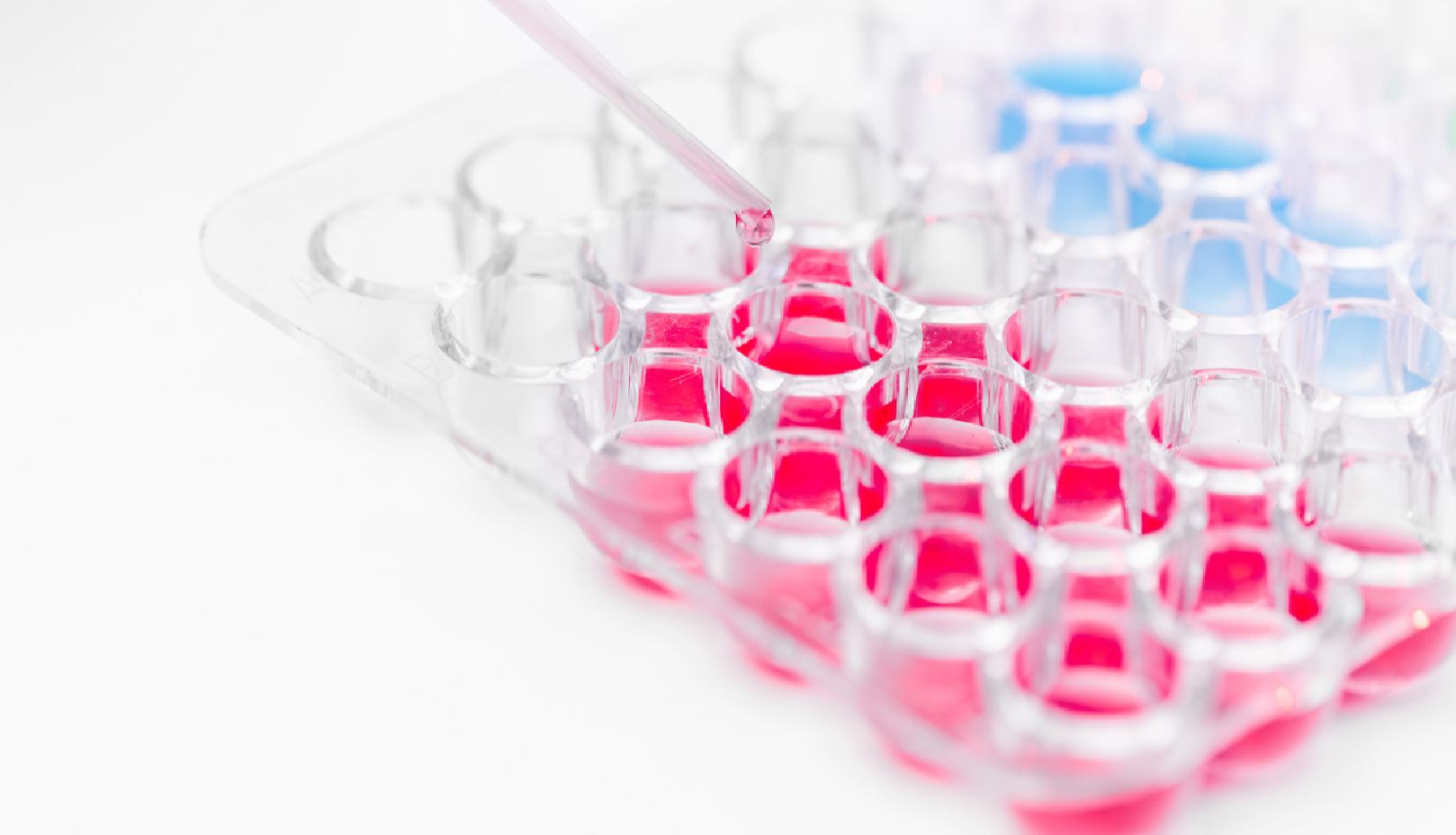 维百奥生物代理Nebulabio品牌全系列ELISA试剂盒产品