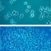 默克Merck INS-1 832 3 cells Rat Insulinoma Cells