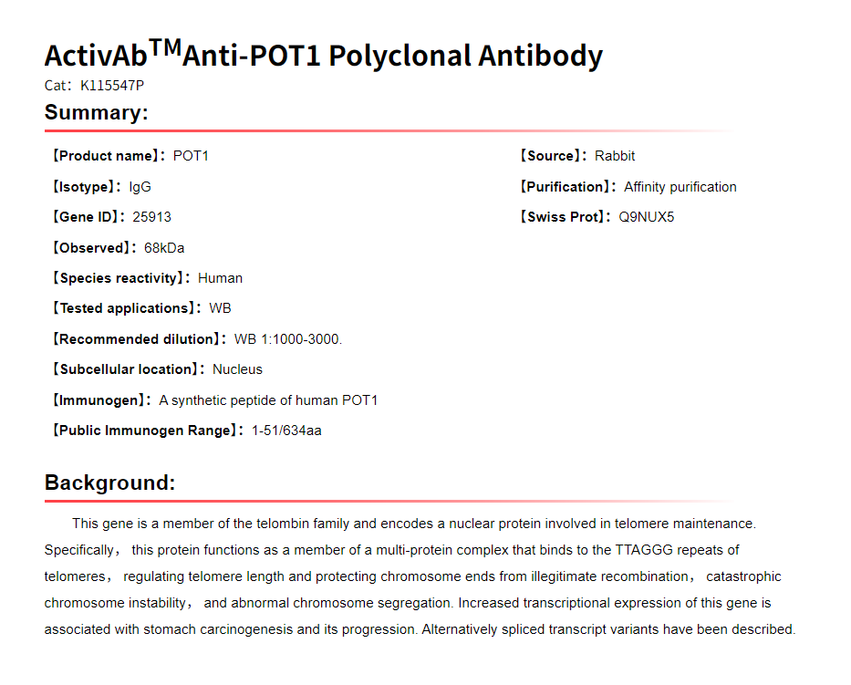 K115547P Anti-POT1 Polyclonal 