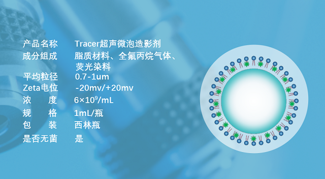 荧光标记微泡的体内共聚焦成像
