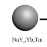 负载DMABI抑制剂，红霉素和利福平的环糊精纳米颗粒被D-葡萄糖和D-甘露糖修饰