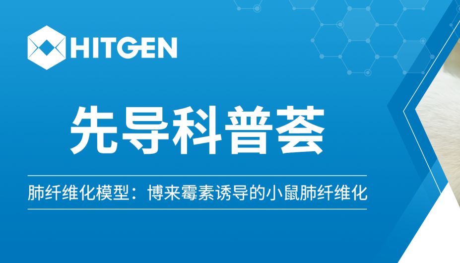 先导科普荟 | 肺纤维化模型：博来霉素诱导的小鼠肺纤维化