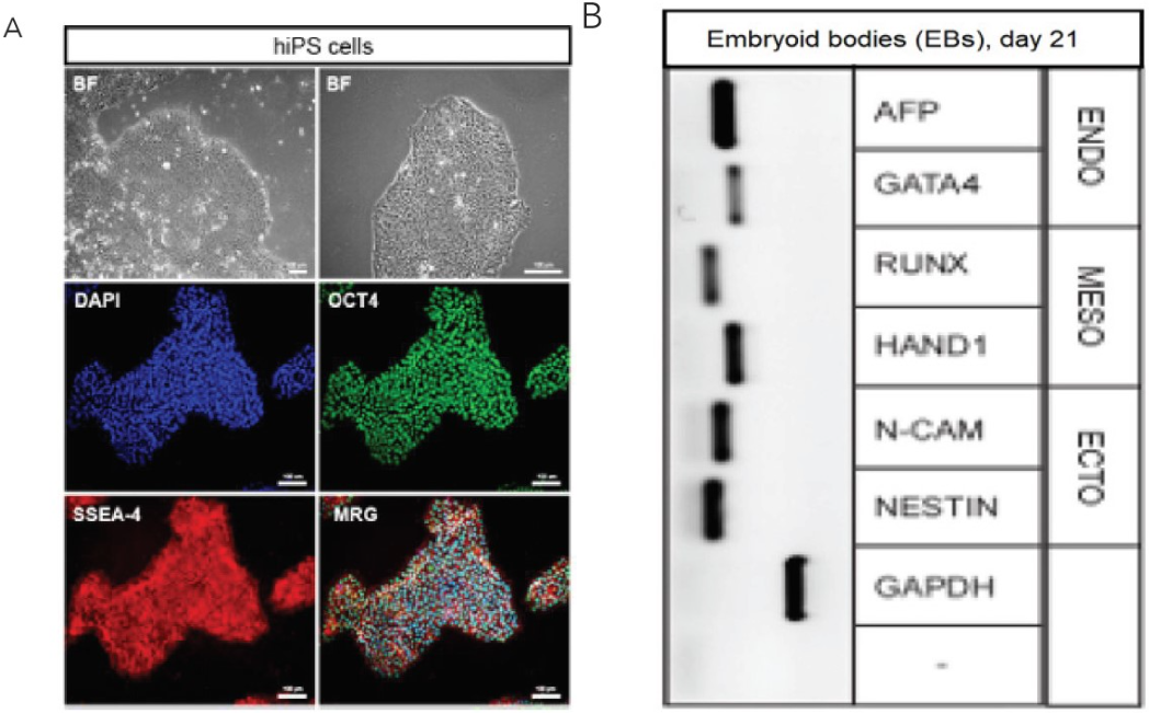 LN521支持flask中培养hiPSCs的多能性和EBs三系分化能力