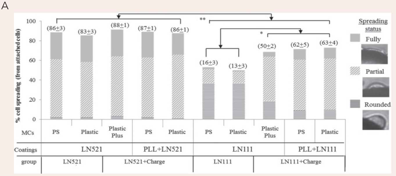 Laminin包被微载体3D培养细胞扩增