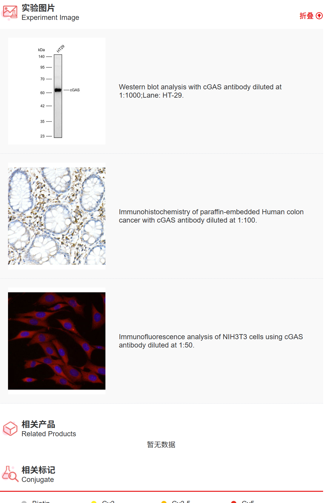 K011498P Anti-cGAS Polyclonal 
