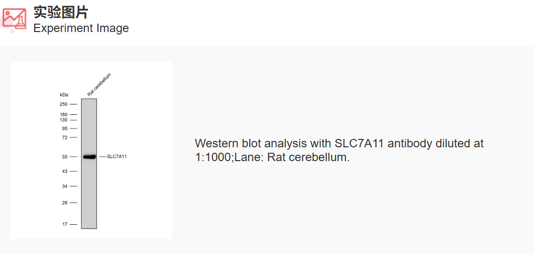 K011492M Anti-SLC7A11 Monoclon