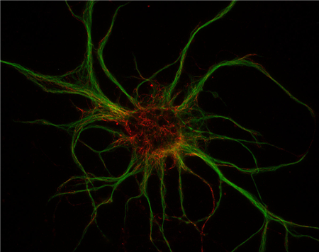 α-干扰素抗体-167 002，Synaptic Systems-精选试剂，正在促销