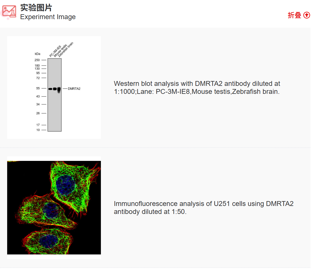 K011531P Anti-DMRTA2 Polyclona