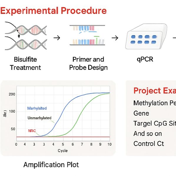 定量甲基化特异性PCR (qMSP) 检测服务