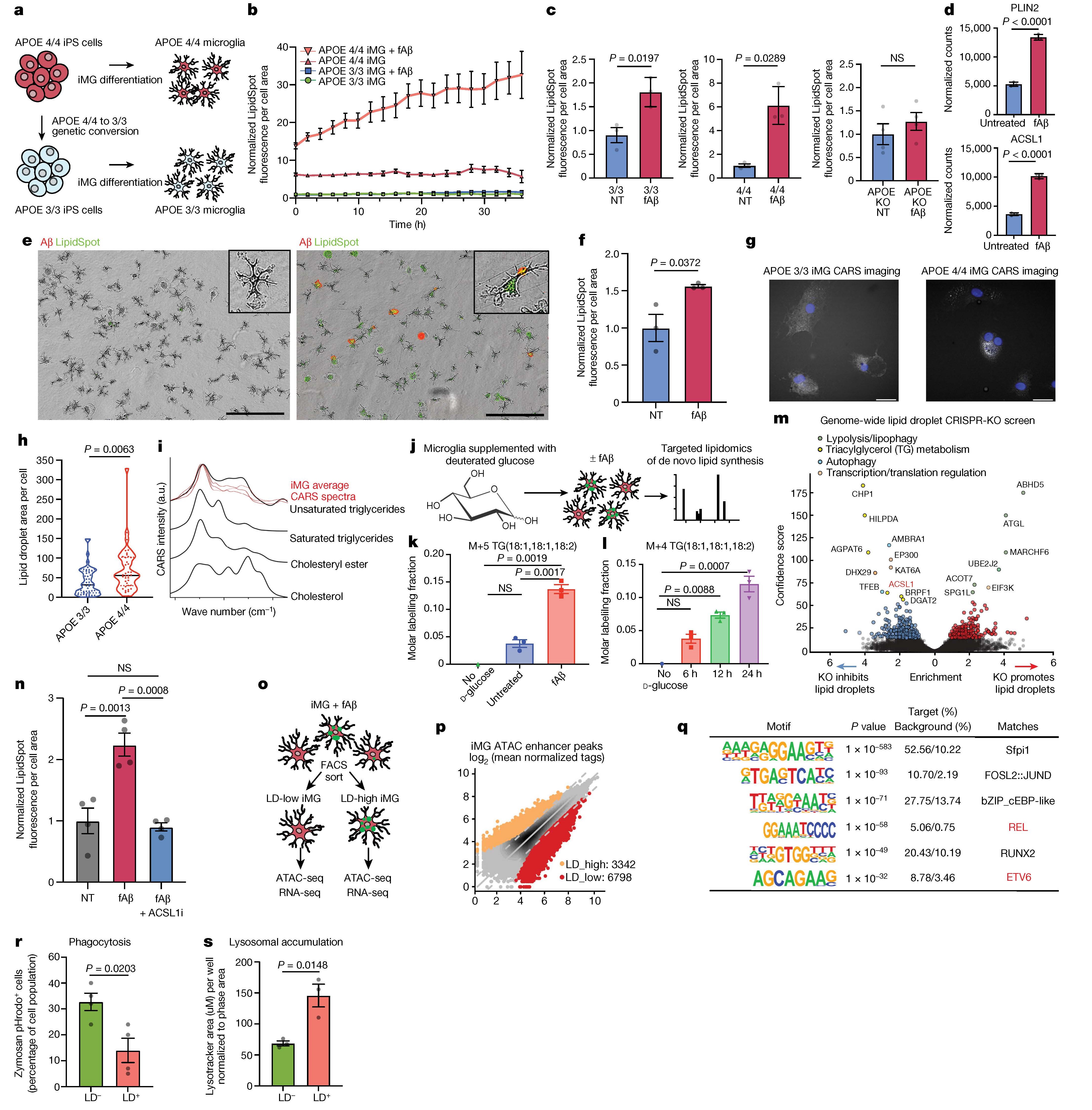 Nature |APOE4/4基因与阿尔茨海默病:iPSC+单细胞转录组助力发现小胶质细胞中的脂滴之谜