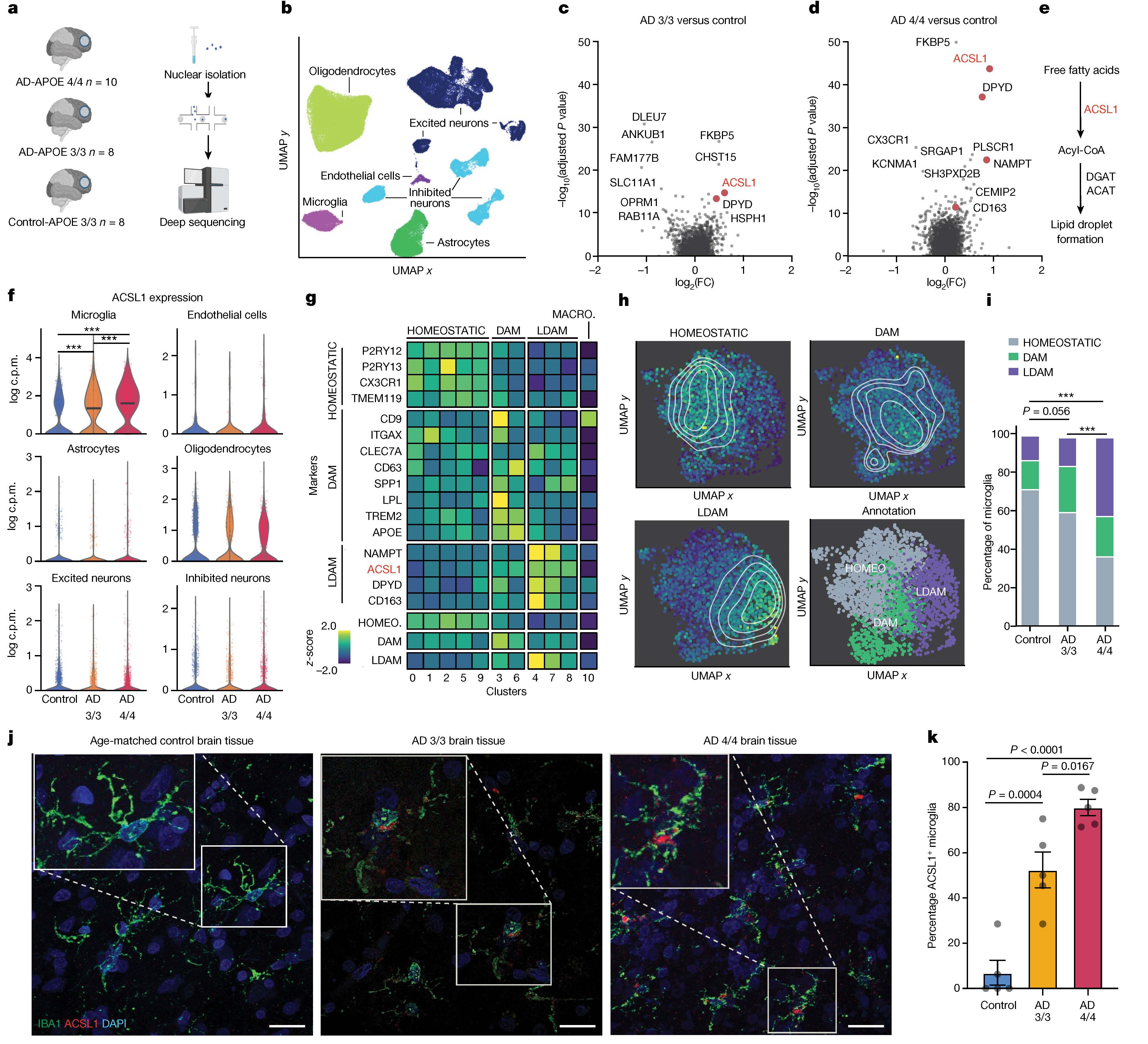 Nature |APOE4/4基因与阿尔茨海默病:iPSC+单细胞转录组助力发现小胶质细胞中的脂滴之谜