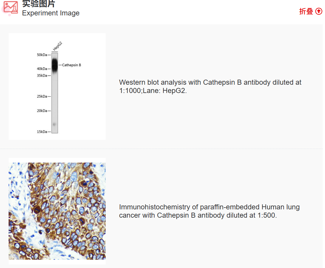 K011507M Anti-Cathepsin B Mono