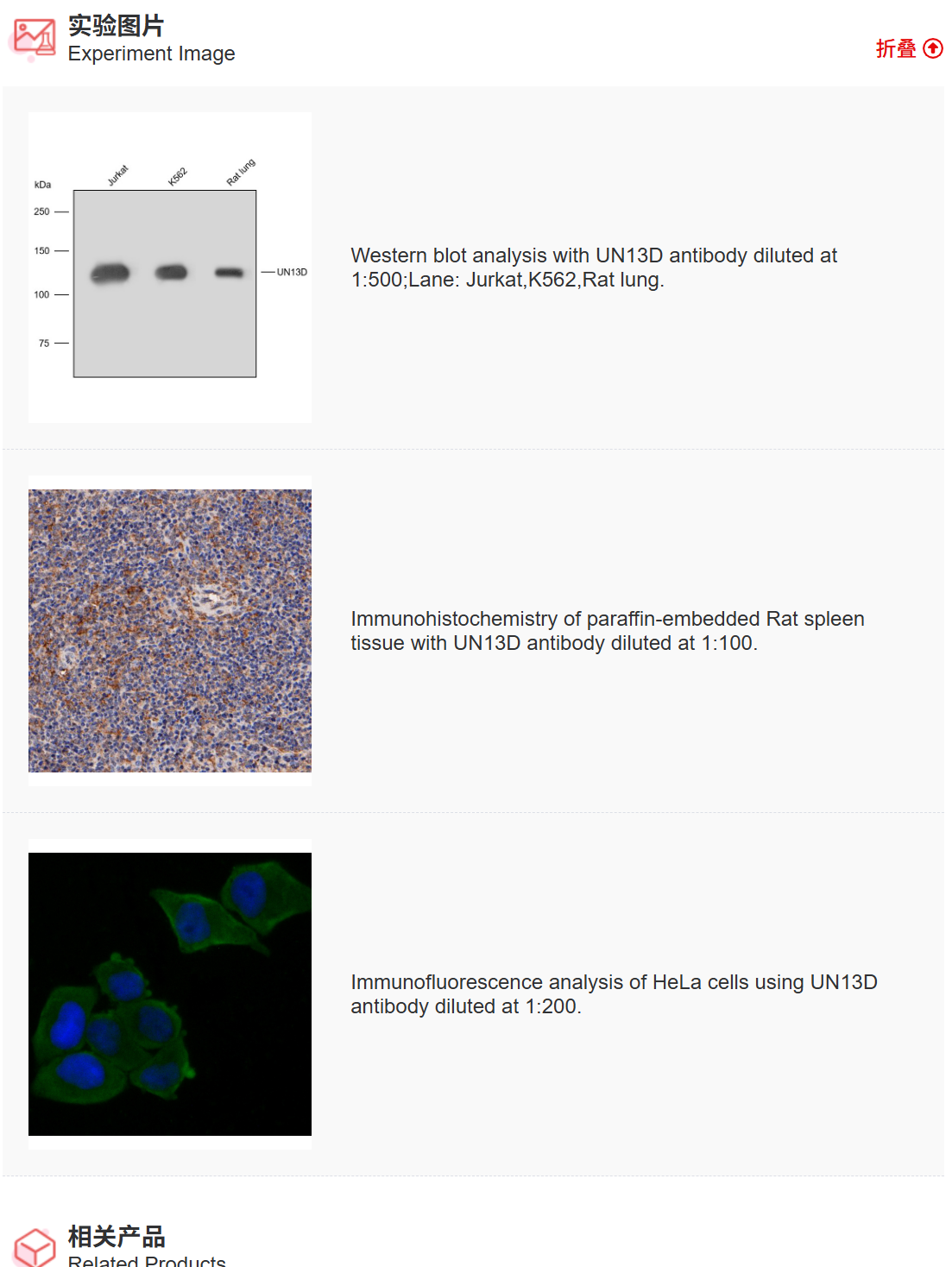 K011519P Anti-UN13D Polyclonal