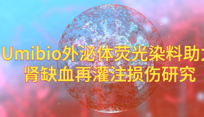 IF=12.5 | Umibio外泌体荧光标记染料PKH67和DIR助力客户肾缺血再灌注损伤研究！