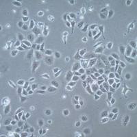  默克Merck UFH-001 Triple Negative CAIX positive Human Breast Cancer Cell Line