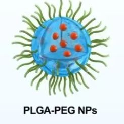 负载阿昔洛韦(ACY)的PLGA纳米颗粒被维生素E聚乙二醇琥珀酸酯（TPGS）修饰