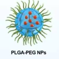 负载阿昔洛韦(ACY)的PLGA纳米颗粒被维生素E聚乙二醇琥珀酸酯（TPGS）修饰