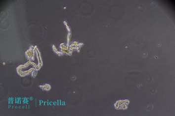 普诺赛细胞学堂 | 上皮细胞研究指南：结构功能·分离培养·类器官技术全攻略