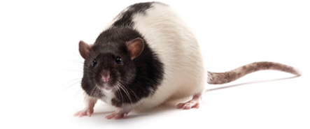 糖尿病肾病----ZDF大鼠模型