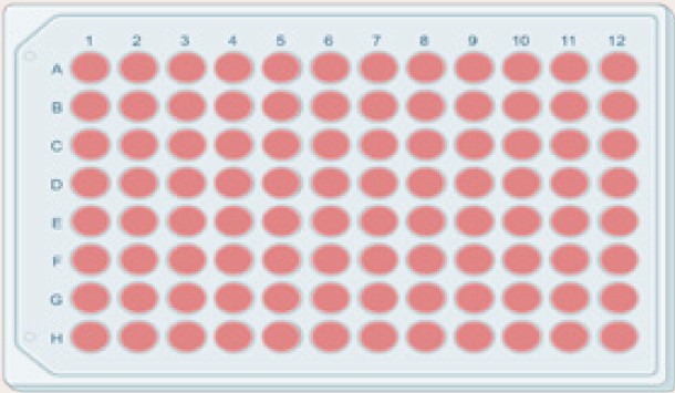 LN521和细胞微孔板