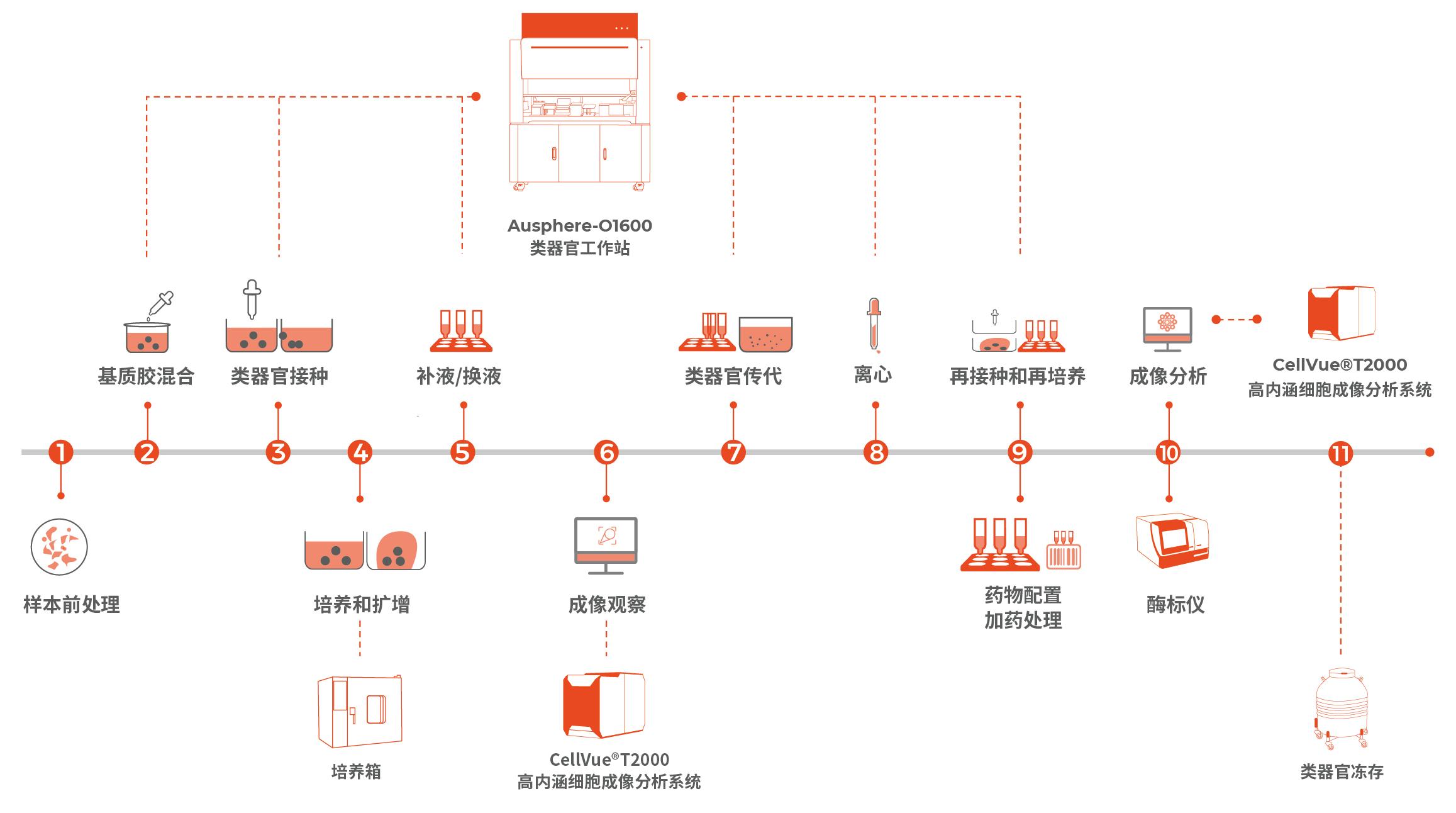 FDA新政驱动类器官革命，重塑药物研发新格局