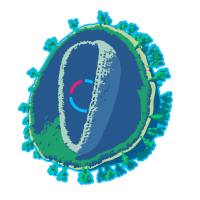 基因敲除慢病毒“三合一”
