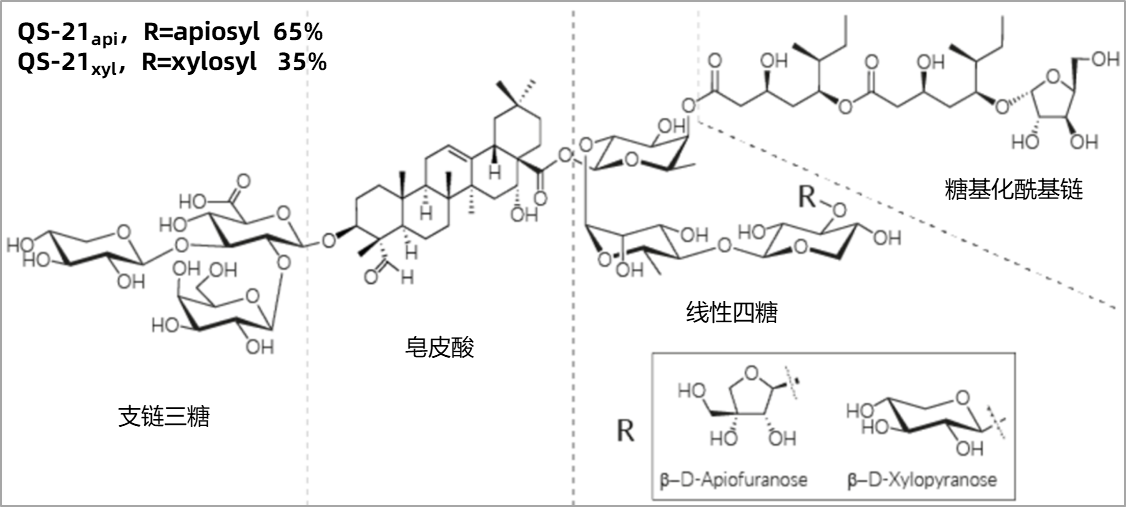 皂苷类佐剂：实现疫苗安全与免疫的双重突破