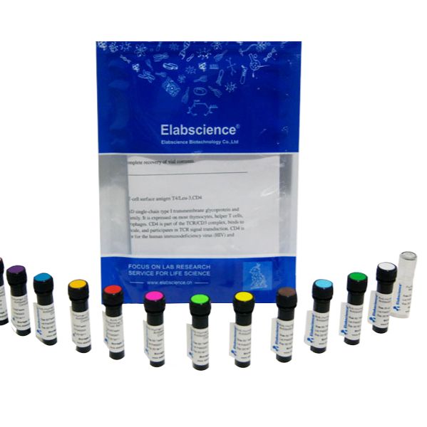 PDCD4 多克隆抗体