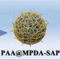 负载柳氮磺吡啶（SAP）的介孔聚多巴胺纳米颗粒被聚丙烯酸（PAA）修饰