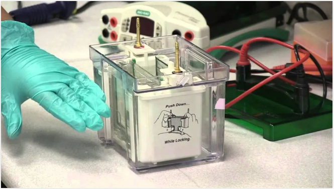 小分子蛋白如何跑WB?