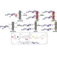 负载多柔比星(Dox)的多壁碳纳米管(MWCNTs)被果糖(Fructose)和叶酸(FA)修饰