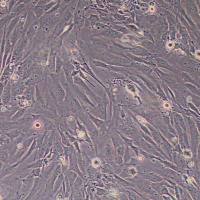 人真皮毛乳头细胞永生化(种属鉴定)