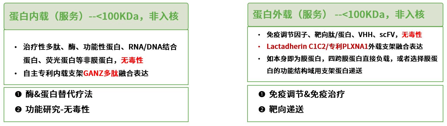 外泌体蛋白负载服务|蛋白膜内外工程化装载/靶向递送|酶和蛋白