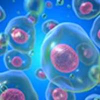 抗 GIRDIN 抗体 兔源 IgG 10 微克