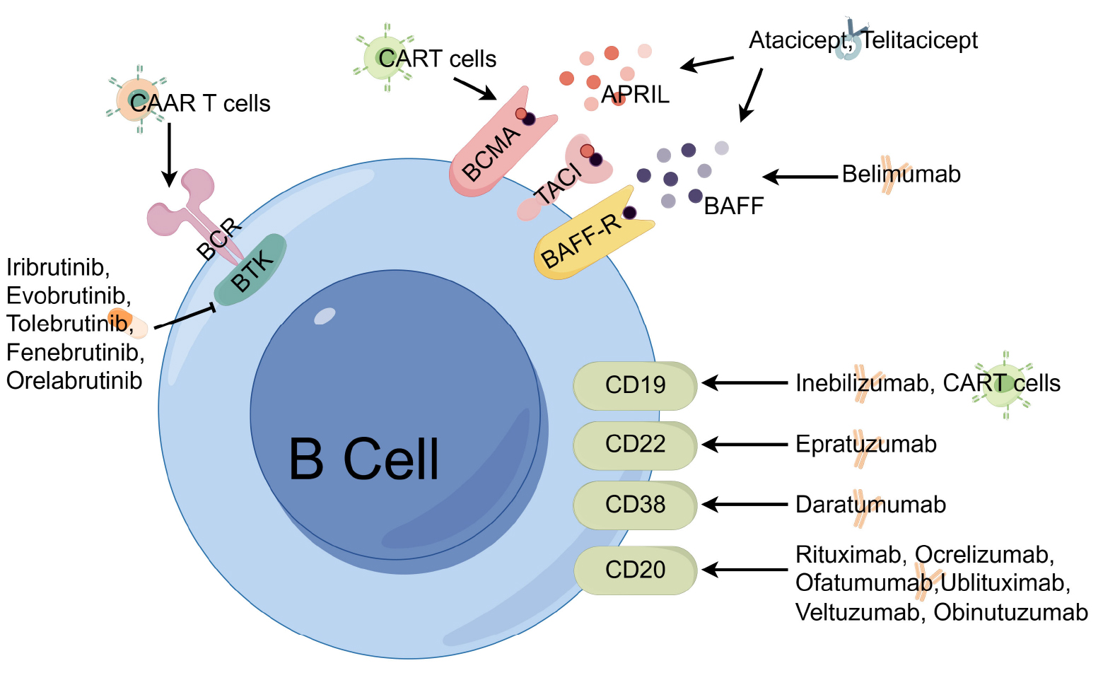 免疫细胞靶点“破局战”:从单抗到CAR-T,自免疾病治疗的3大技术突破