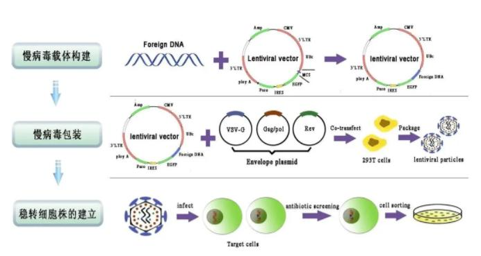 细胞转染全过程及ZETA LIFE解决方案