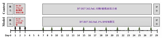 特异性皮炎（AD）动物模型研究