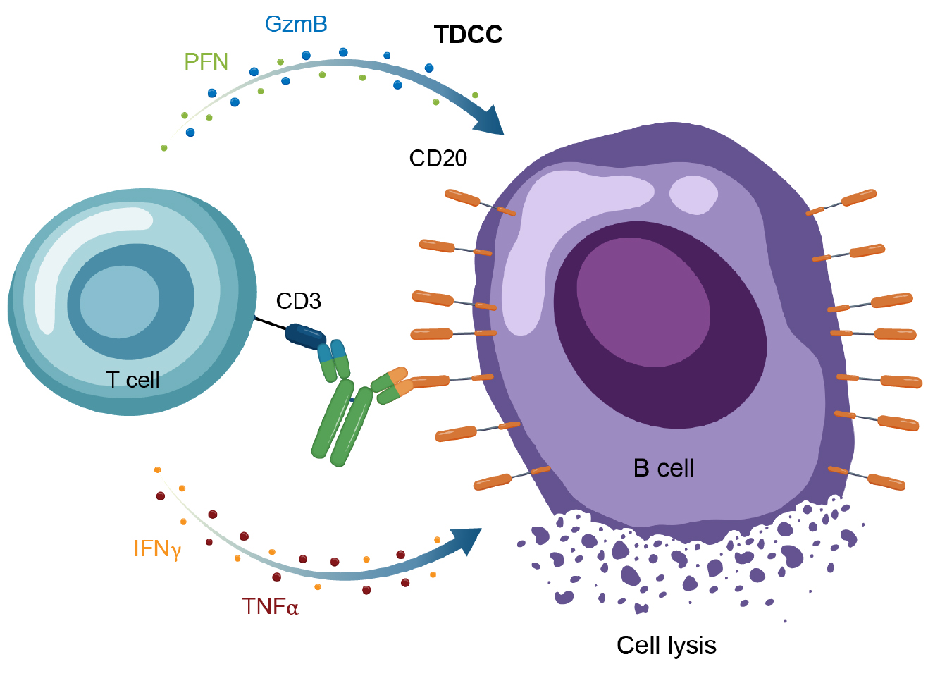 免疫细胞靶点“破局战”:从单抗到CAR-T,自免疾病治疗的3大技术突破